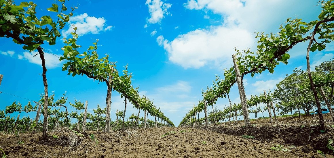 Виноградарям дають по 330 тис грн за гектар