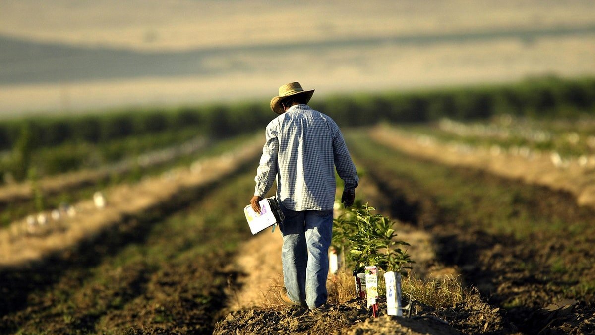 В Україні аграріям надаватимуть субсидії