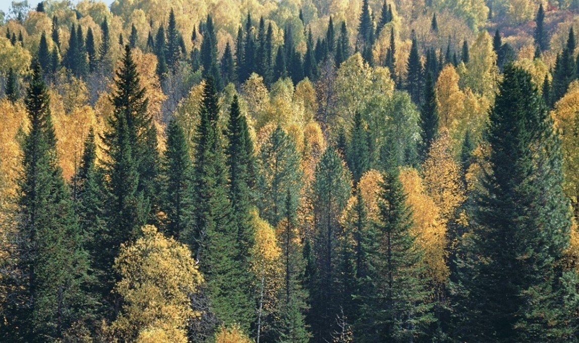 В Украине утвердили порядок проведения инвентаризации лесов