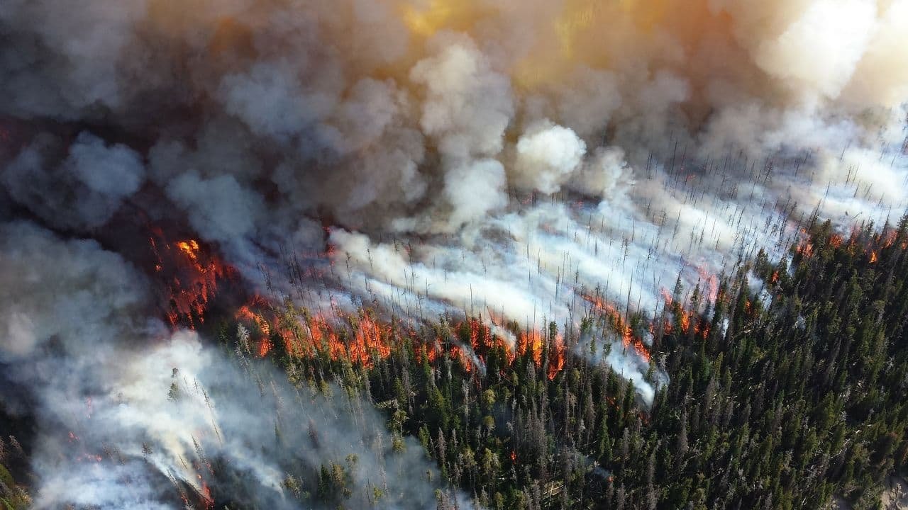 В Україні з початку року сталося понад 60 лісових пожеж