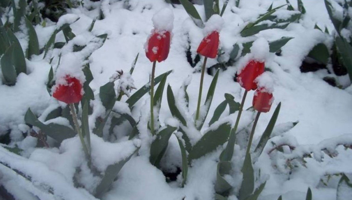Снег в апреле: аномалия или новая реальность украинцев