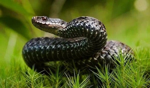 У Львівській області через укус змії чоловік потрапив у реанімацію