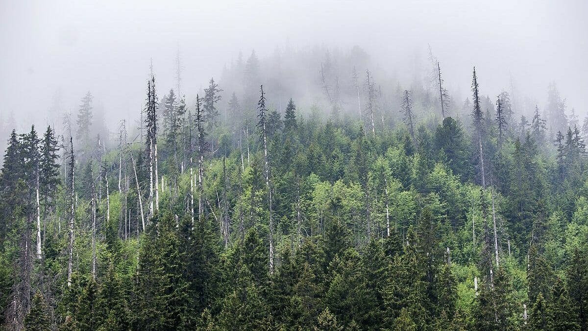 За 1 квартал 2021 года лесам Украины нанесли 53,7 млн гривен убытков