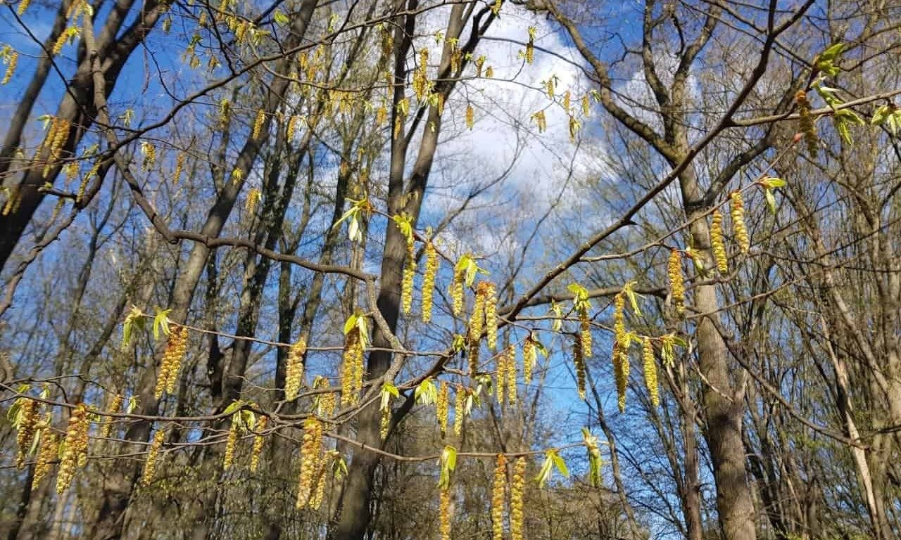 Весна идёт — аллергию несёт: аллергопрогноз на майские, или удастся ли аллергикам отдохнуть как следует