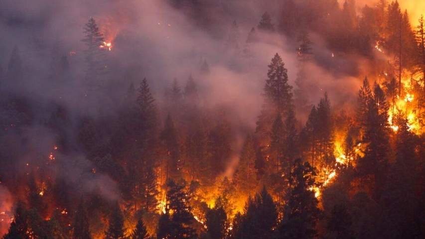 Пожары в Греции уничтожили более 84 тысяч гектаров леса