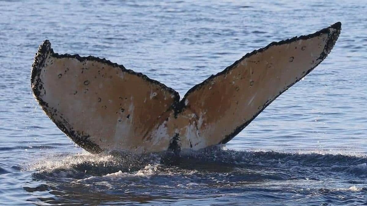 Возле станции «Академик Вернадский» заметили горбатых китов: это большая редкость