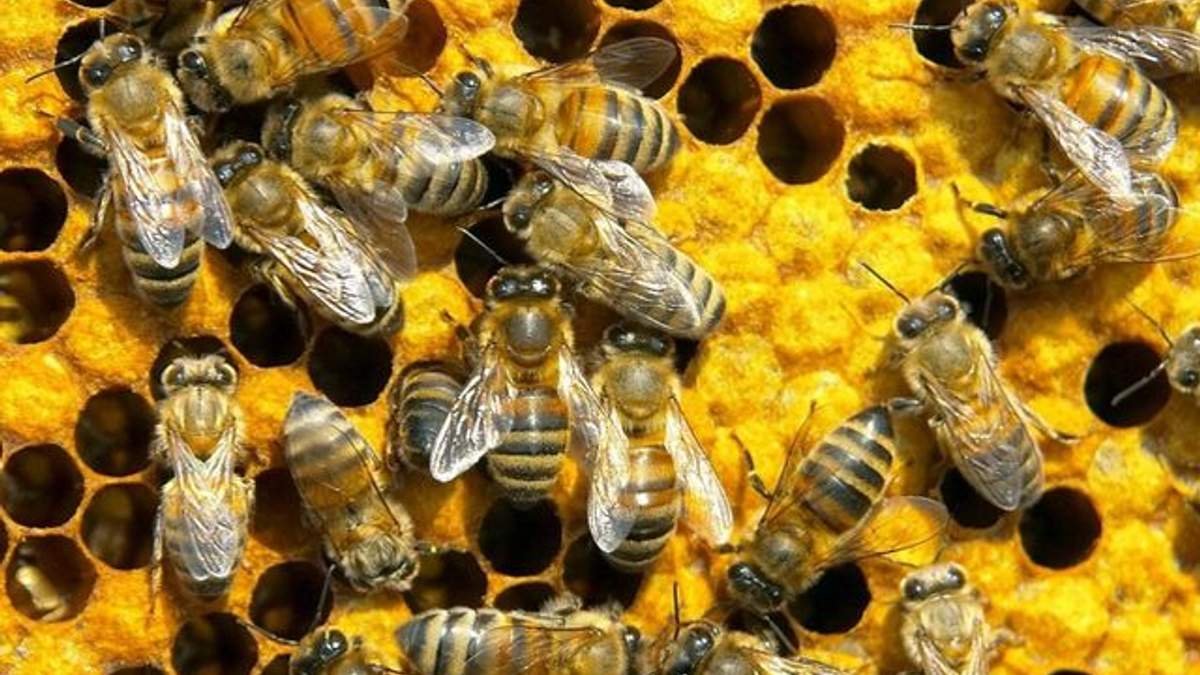 В Ивано-Франковской области зафиксировали массовое отравление пчёл