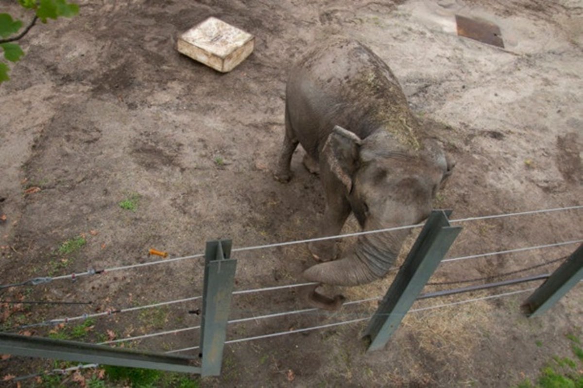 В США слониха подала на зоопарк в суд за содержание в ненадлежащих условиях: за нее это сделали зоозащитники
