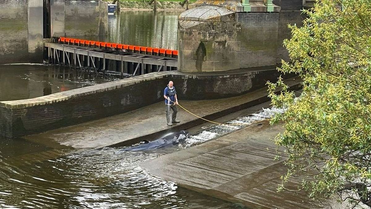 Рятувальники, водолази і поліцейські всю ніч рятували китеня у Лондоні. Полосатик сів на мілину у Темзі через відлив