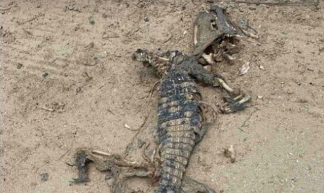 В курортной Кирилловке на пляже нашли труп крокодила