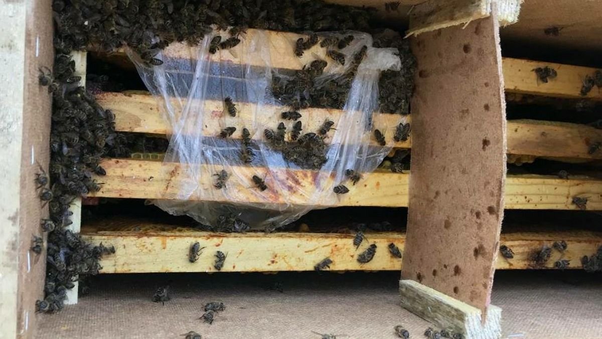 На Закарпатті 8 мільйонів бджіл загинули при пересиланні Укрпоштою