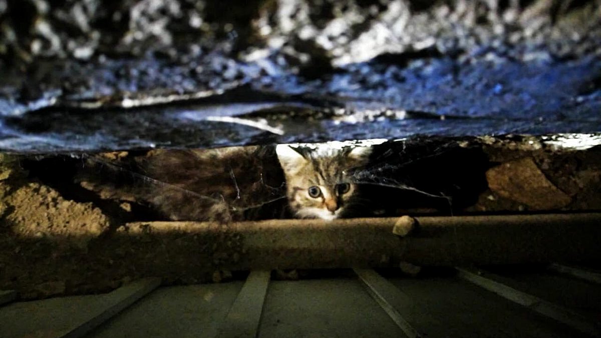 В Харьковской области мужчина замуровал монтажной пеной бездомных котят и их маму