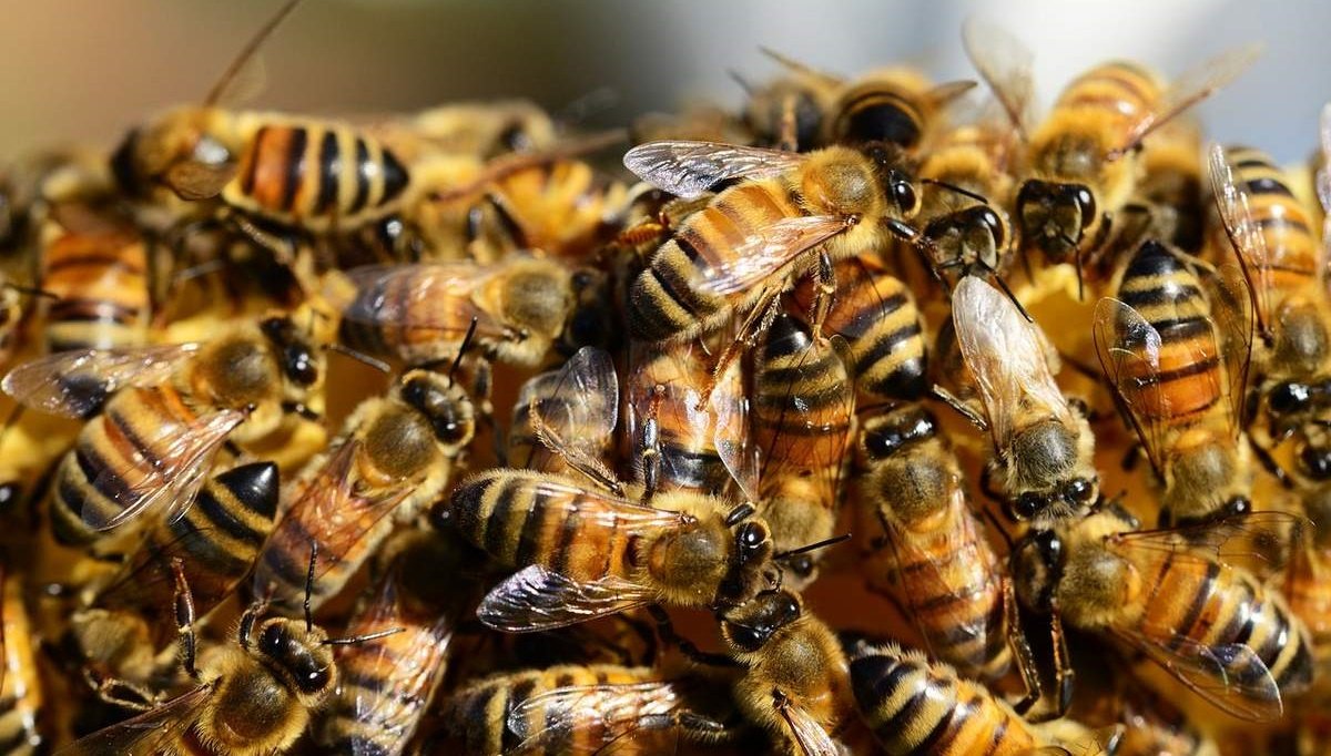 «Укрпошта» повідомила про воскресіння частини з 8 мільйонів бджіл, які вважалися мертвими (відео)