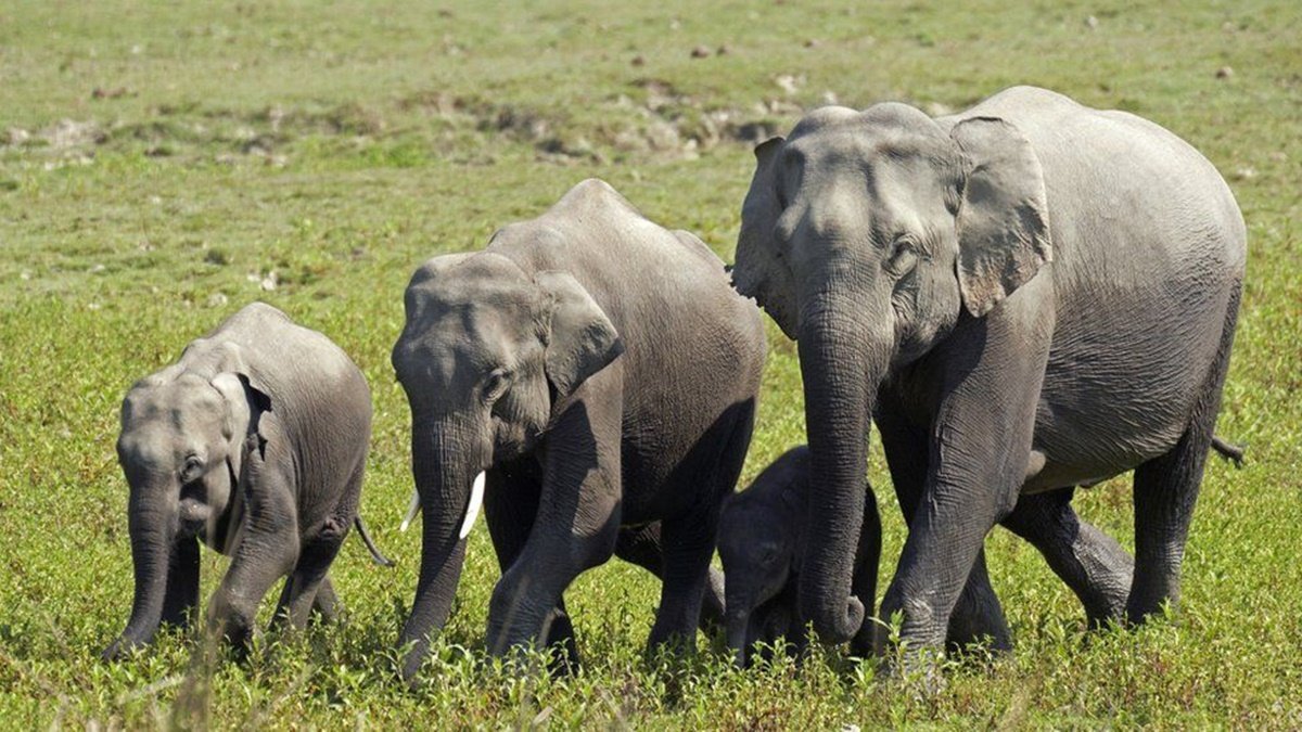 В Индии нашли мёртвыми 18 диких слонов