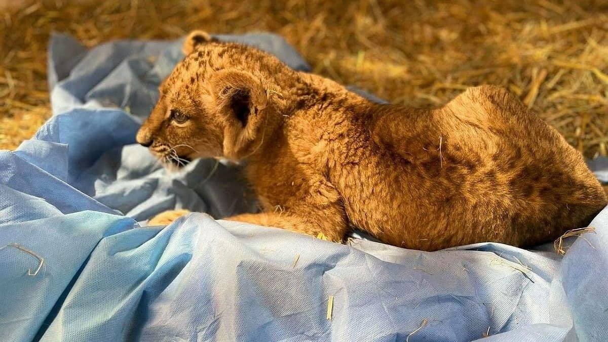 В Україні збирають гроші на лікування врятованих левенят і ведмежат. Їх утримували на страусиній фермі