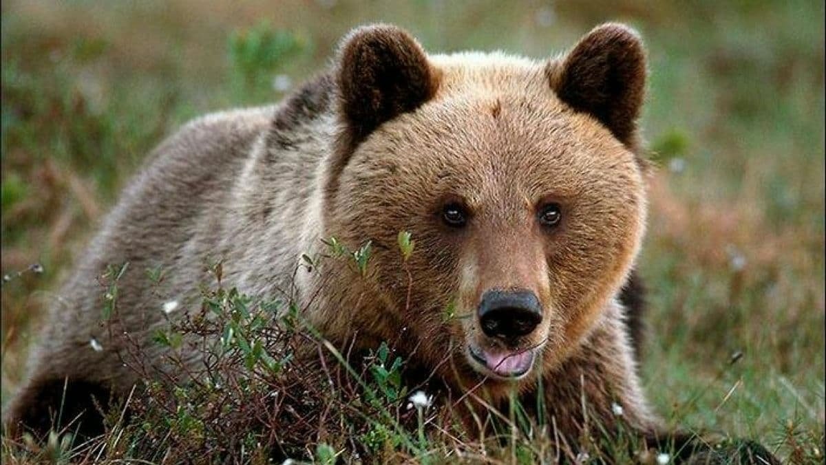 У Британії працівники зоопарку застрелили двох ведмедиць, які втекли з вольєру