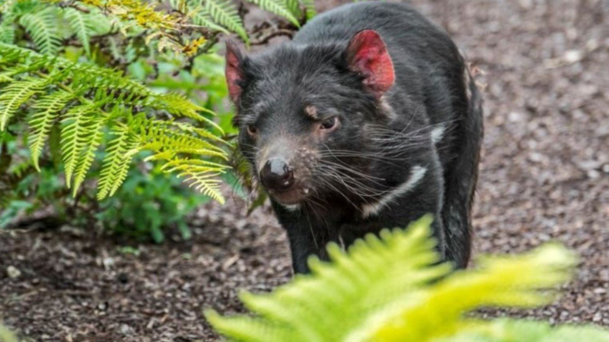 В Австралии впервые почти за 3000 лет родились дикие тасманийские дьяволы