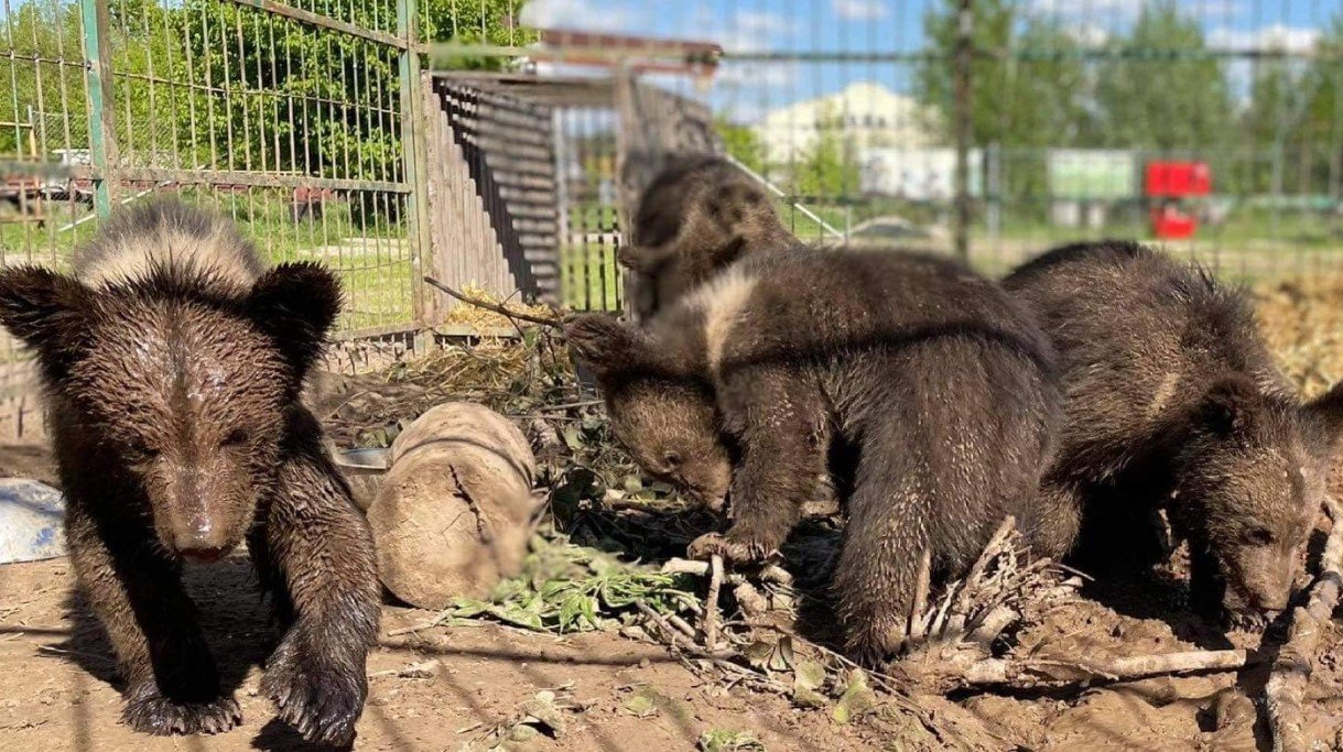 Спасённым из контактного зоопарка медвежатам и львятам нужен дом: как помочь