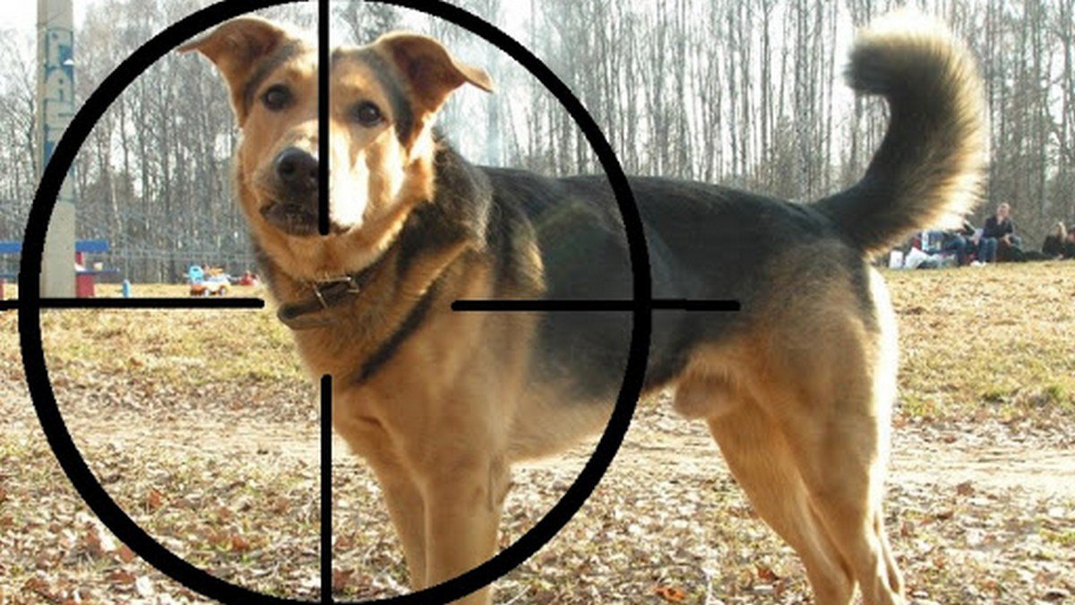 Во Львовской области двое мужчин застрелили собаку из охотничьего ружья