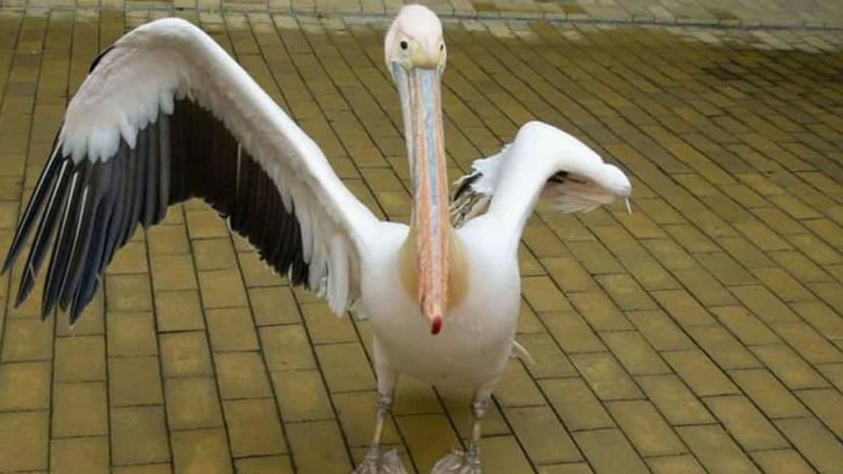 В Одеській області незаконно утримують червонокнижного пелікана на базі відпочинку
