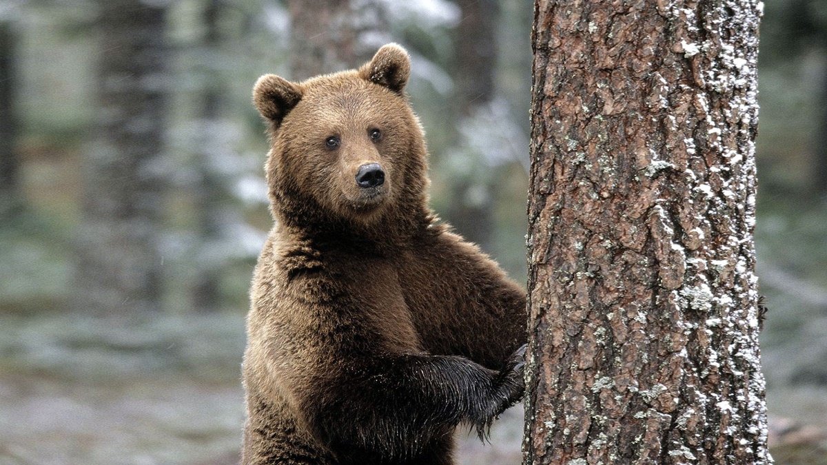 «Укрзалізниця» передаст двух медведей на реабилитацию в зоопарк Нидерландов