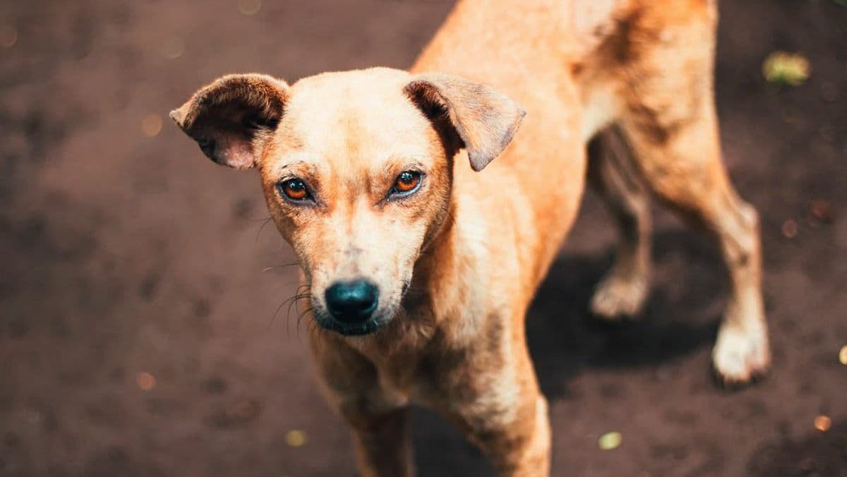 В Киеве мужчина выбросил собаку с 4 этажа: животное погибло