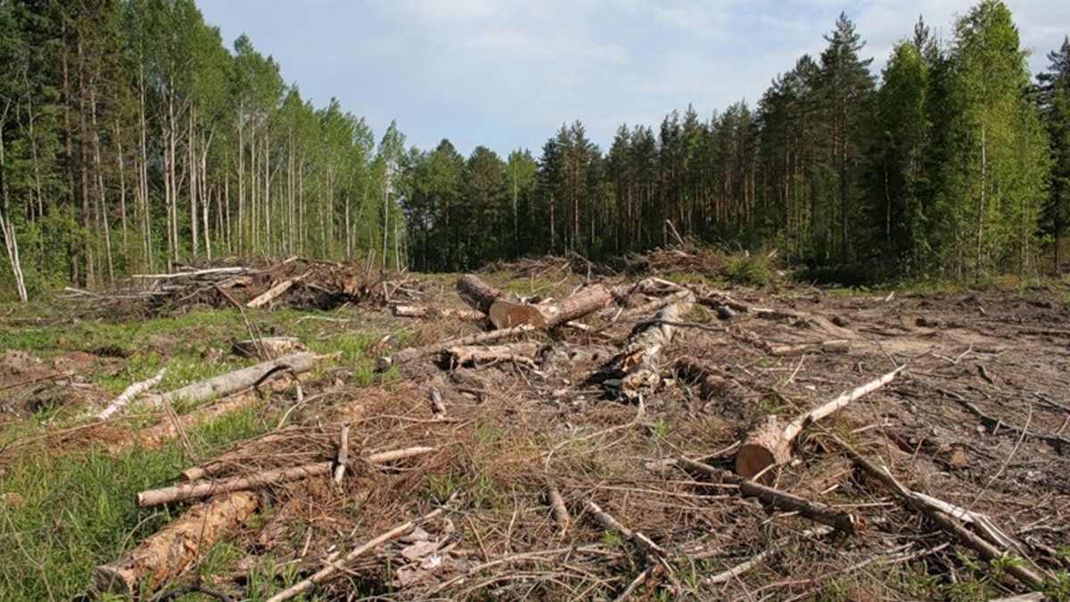 В Україні планують висадити 1 млрд дерев: Зеленський підписав указ