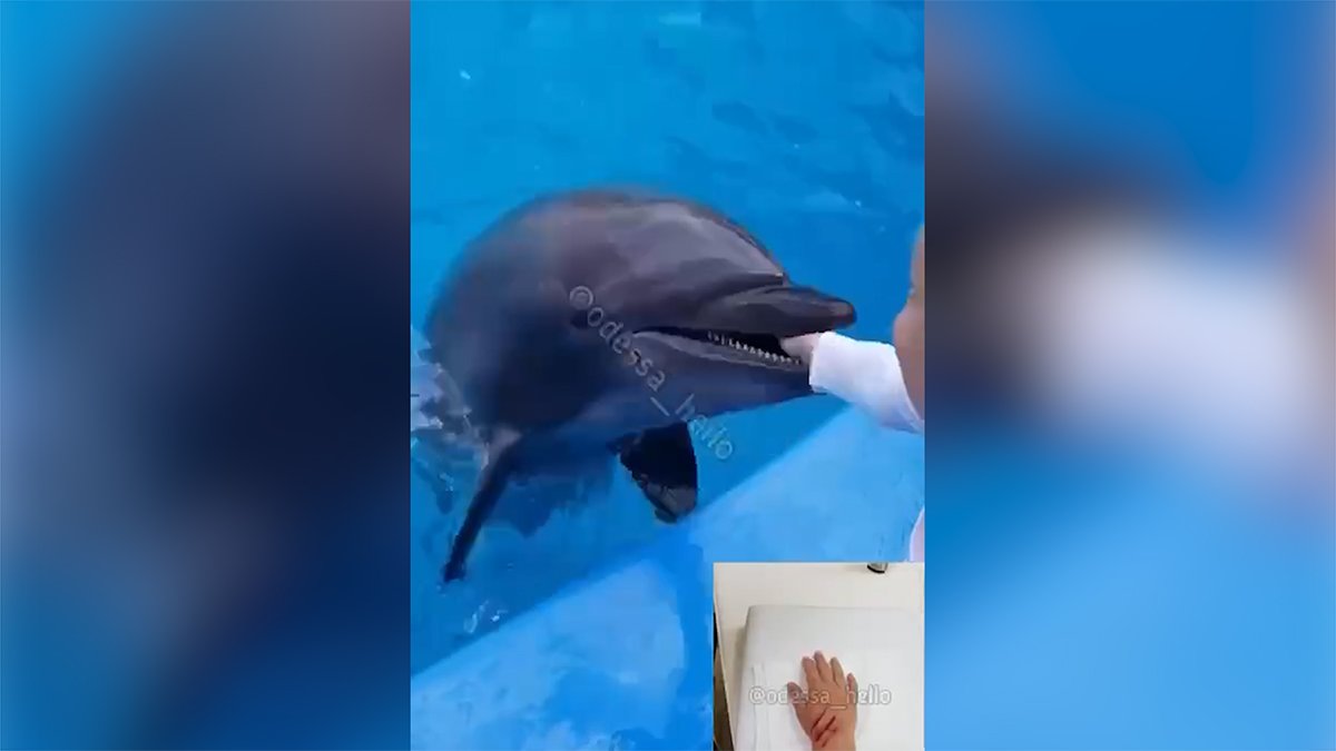 В одесском дельфинарии «Немо» дельфин укусил мальчика за руку