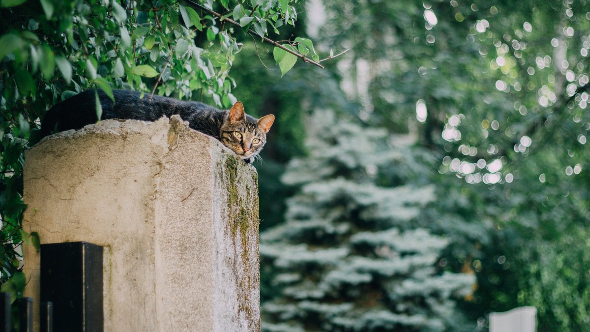Через пандемію сотні котиків, які живуть на безлюдному острові у Бразилії, залишилися без нагляду. Їх нікому годувати
