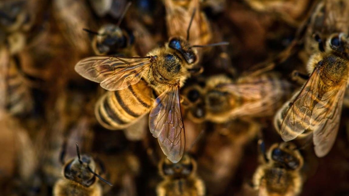 Покусали пчелы: в Ровенской области мужчина пришел с пасеки и умер