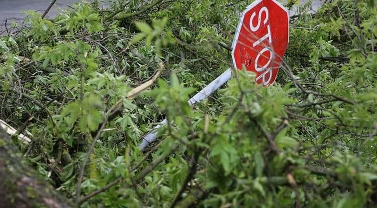 В Хмельницкой области на 18-летнего парня упало дерево: он госпитализирован