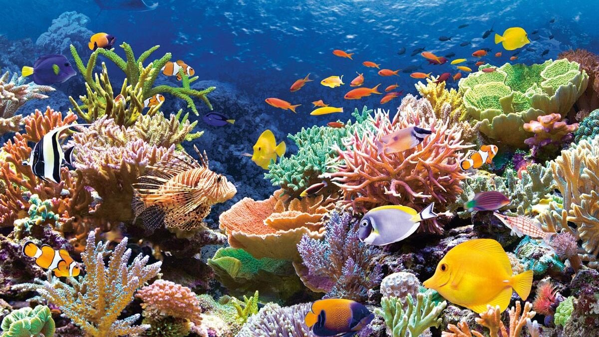 ЮНЕСКО считает, что Большой Барьерный риф находится в опасности: Австралия не согласна
