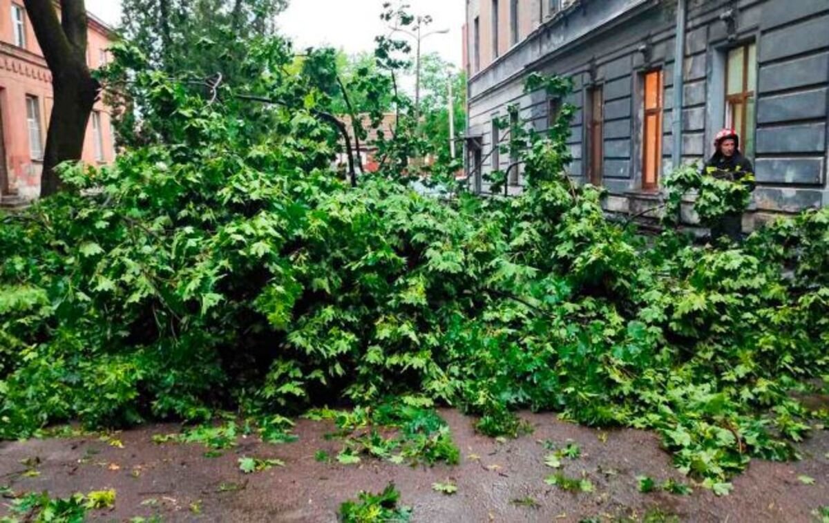 Буря та злива у Львові: транспорт не ходить, повалені десятки дерев