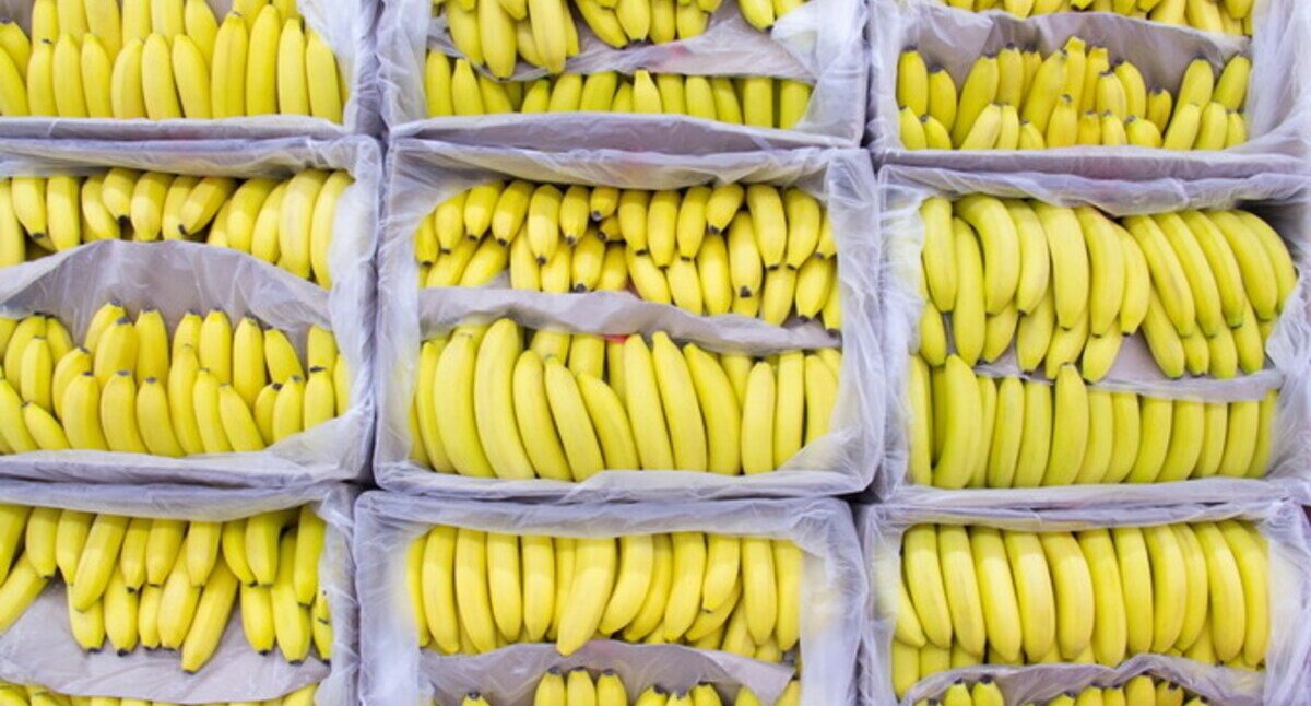 Украинские пограничники нашли кокаина на 10 миллионов долларов в контейнере с бананами