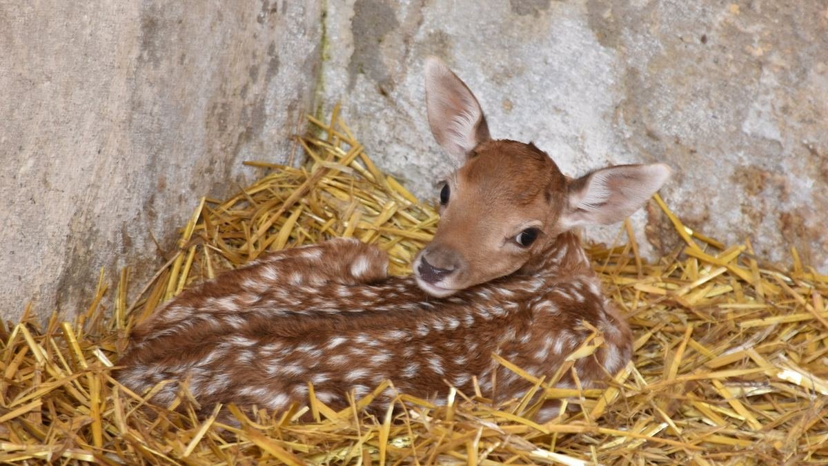 Минутка милоты: в Одесском зоопарке родились оленята