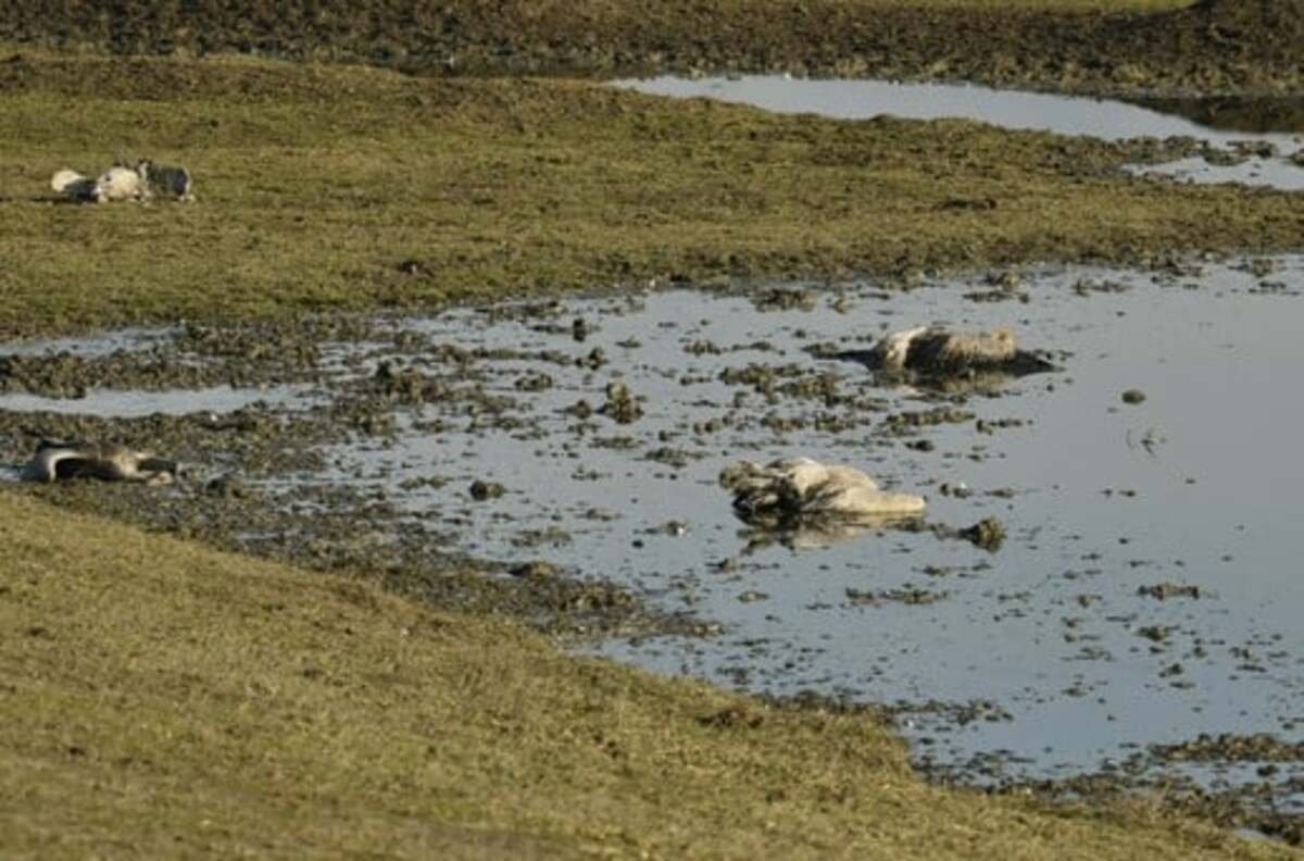 В Херсонской области объявили подозрение агроному из-за гибели краснокнижных журавлей в заповеднике «Аскания-Нова»