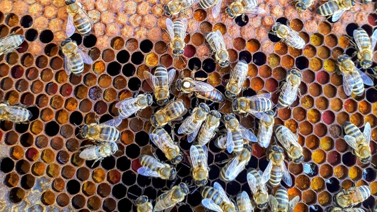 «Укрпочта» временно прекратила доставку пчёл