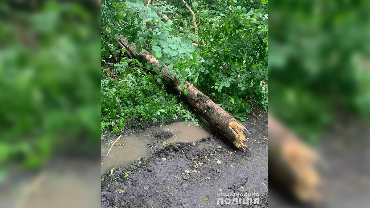 В лесу под Полтавой во время сильного ветра на 15-летнего мальчика упало дерево. Он погиб