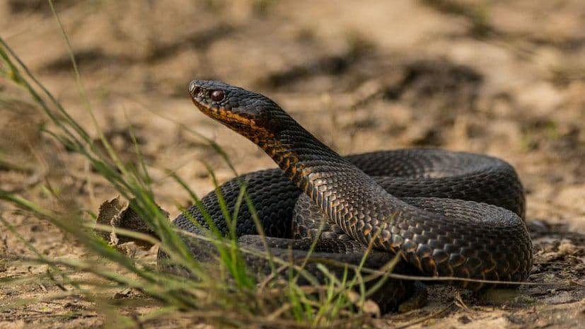 С начала года от укусов змей пострадали 30 человек