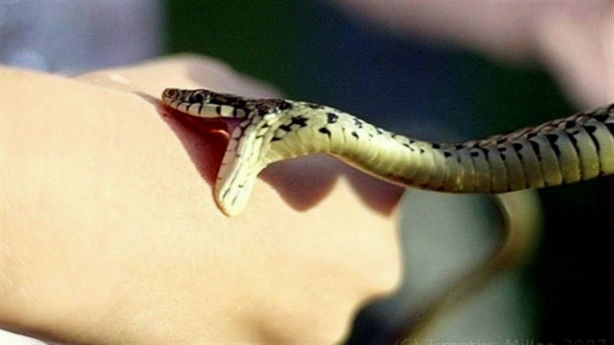 Что делать в случае укуса змеи: рекомендации Минздрава