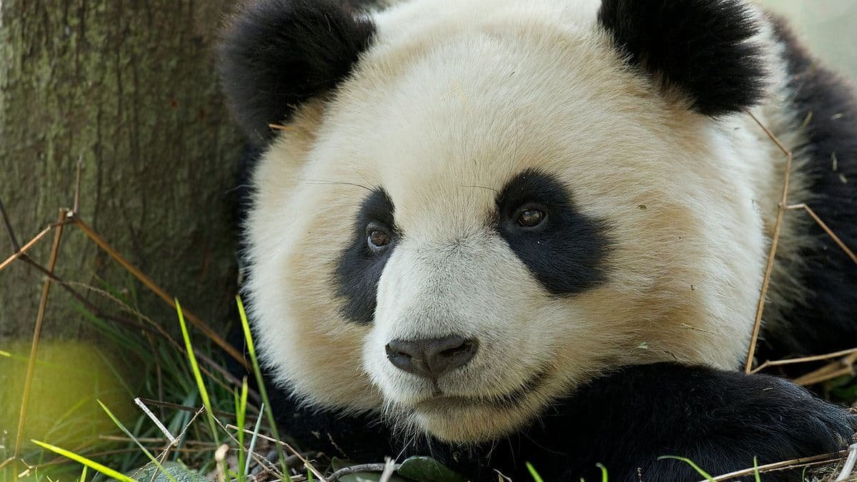 Панди більше не вимираючий вид: кількість тварин зростає