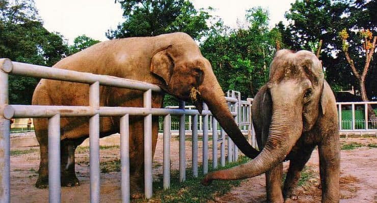 Британия может запретить содержать слонов в зоопарках