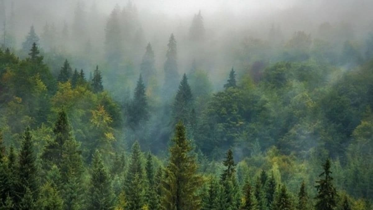 Лісгоспи направлятимуть 30% свого прибутку на відновлення лісів
