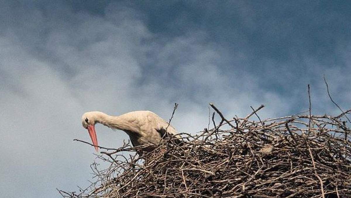 На Закарпатье спасатели вернули в гнездо птенца аиста