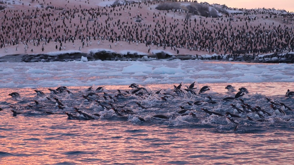 Украинские полярники заметили рекордное скопление пингвинов возле станции «Академик Вернадский»