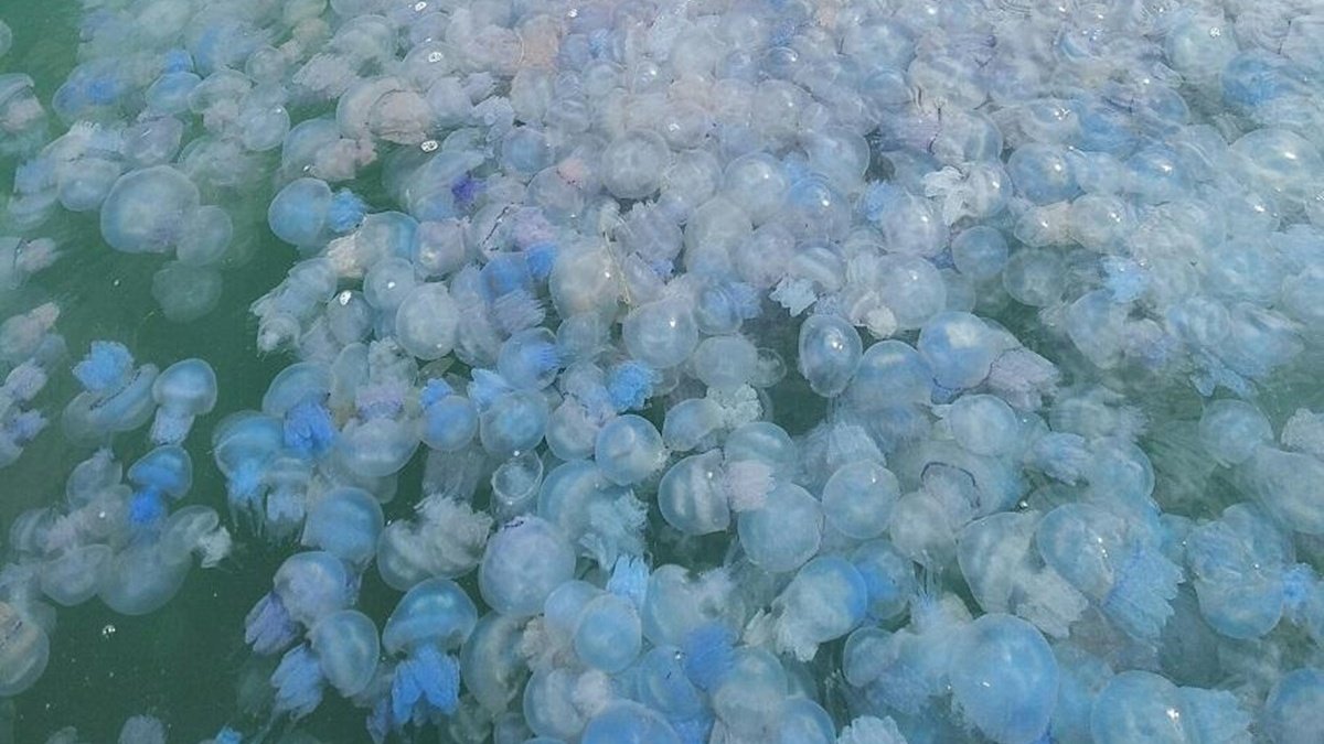 Почему на Азовском море стало так много медуз