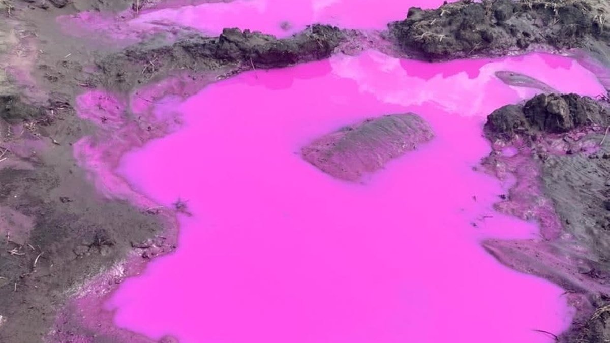 Розовые лужи под Ровно: специалисты выяснили, что за вещество, и опасно ли оно для людей