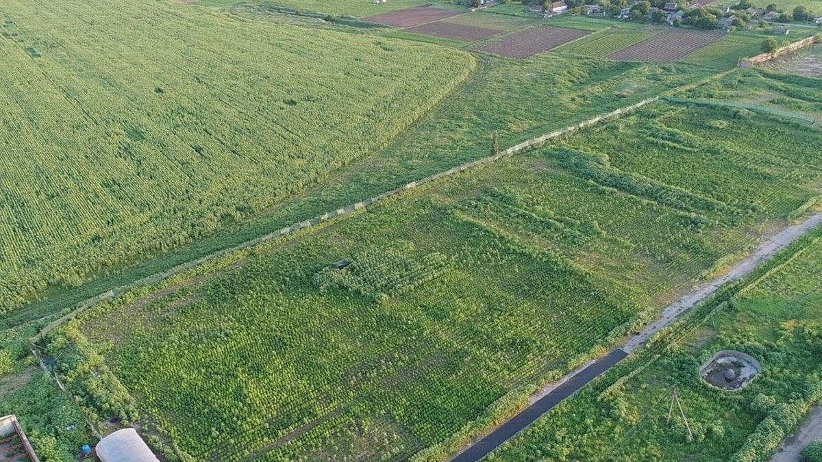 В Херсонской области нашли рекордный посев конопли на более чем 300 миллионов гривен