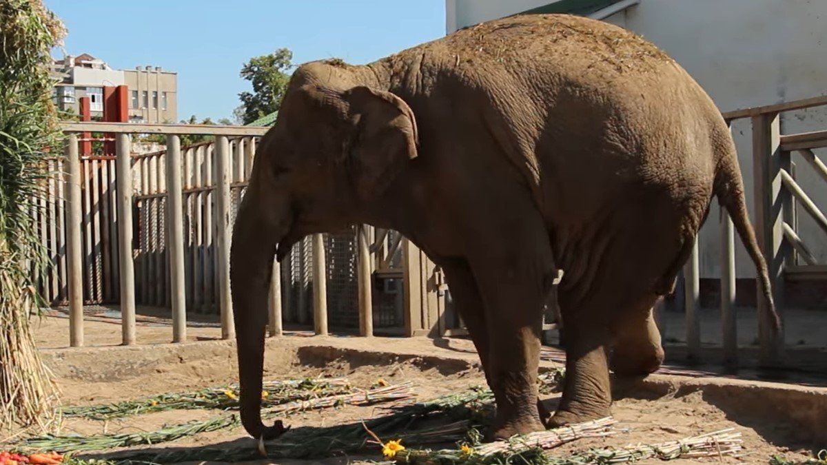 В зоопарке Харькова из-за болезни умерла слониха Тэнди: ей было 23 года