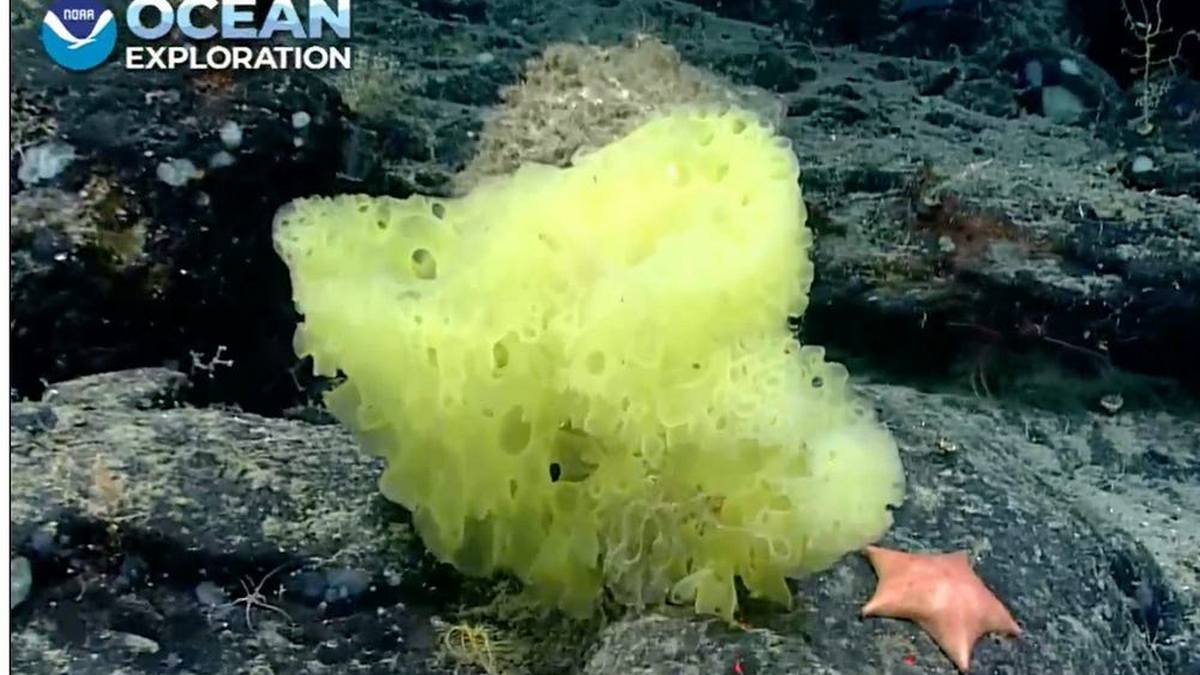 Американські вчені знайшли на дні океану «Спанч Боба» і «Патрика»